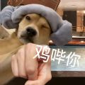 鸡哔你表情包动图下载