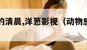 动物感伤的清晨,洋葱影视（动物感伤作词人）